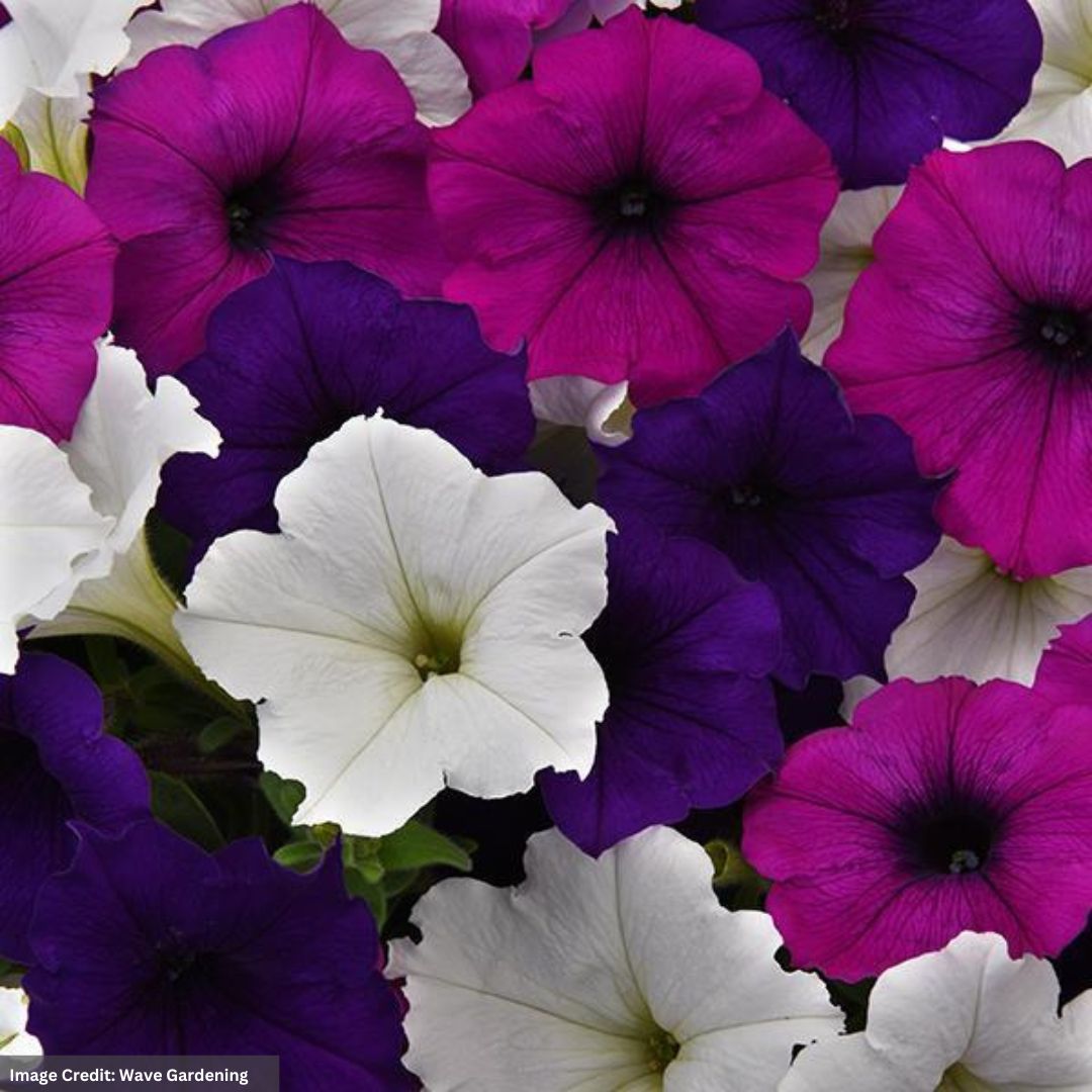 Petunia – Easy Wave Great Lake Mix – 10″ Hanging Basket
